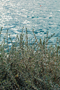 Close-up of grass on beach