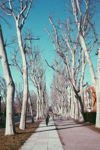 Rear view of man riding bicycle amidst bare trees against blue sky