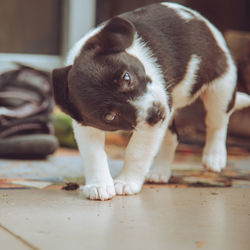 Dog looking away while standing on floor at home