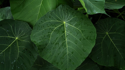 Close-up of water drops on plant