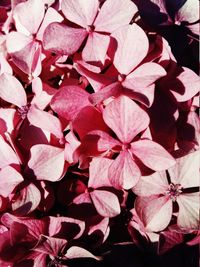 Full frame shot of pink flowers