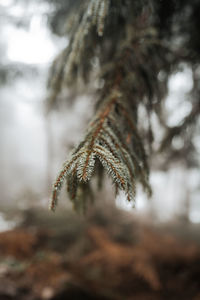 Close-up of pine tree branch during winter