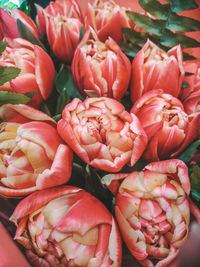 Full frame shot of red roses