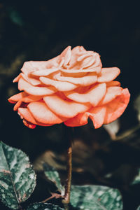 Close-up of red rose blooming