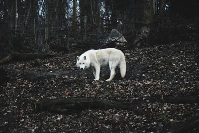 White horse on field in forest