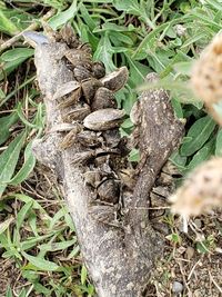 High angle view of snake on field