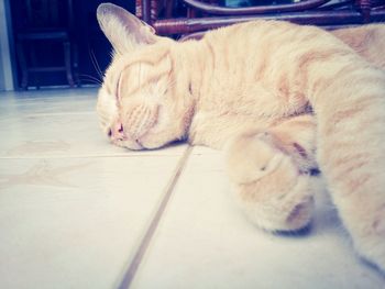 Close-up of ginger cat sleeping