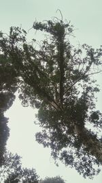 Low angle view of trees against sky