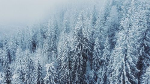 Snow covered landscape