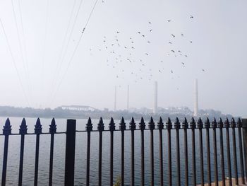 Birds flying over sea against sky