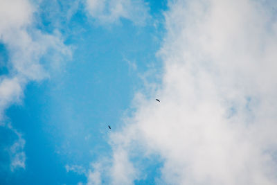 Low angle view of birds flying in sky