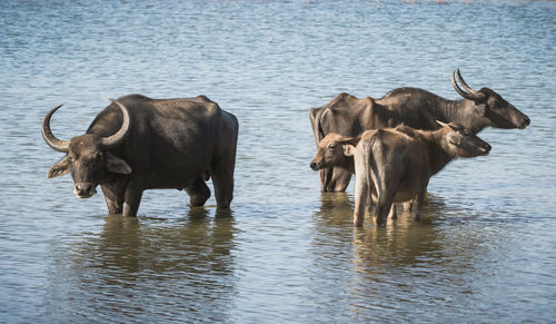 Horses in a lake