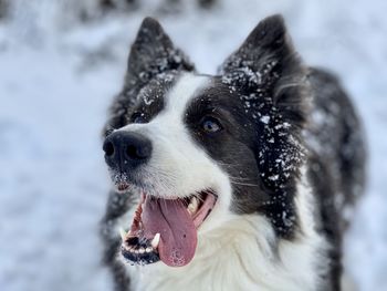 Close-up of dog looking at snow