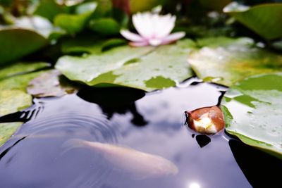 Close-up of water lily in lake