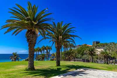 Palm trees on beach against clear blue sky