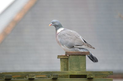 Seagull perching on wooden post