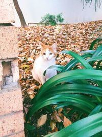 Cat and plants growing outdoors