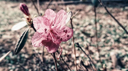 Close-up of wilted flower