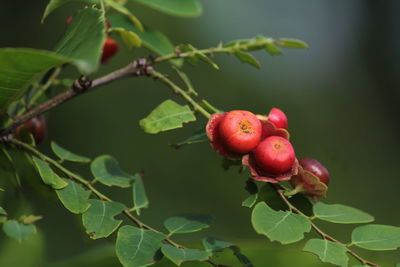 Close-up of red berries growing on tree