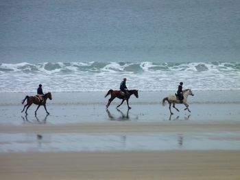View of dog on beach