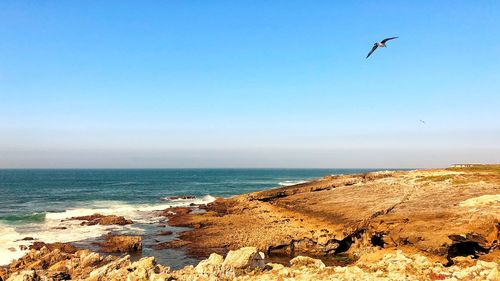 Bird flying over the beach