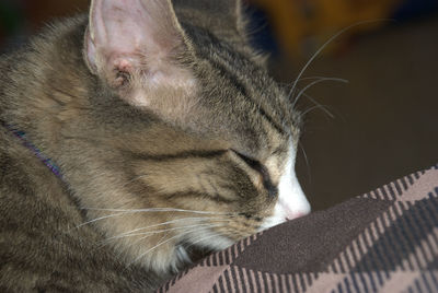 Close-up of cat relaxing at home