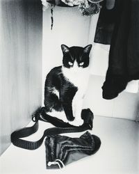 Portrait of cat sitting on floor at home