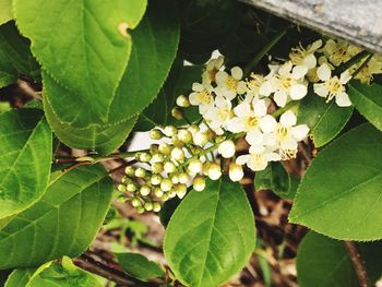 Close-up of plant