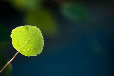 Close-up of plant