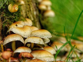 Close-up of mushrooms growing on land