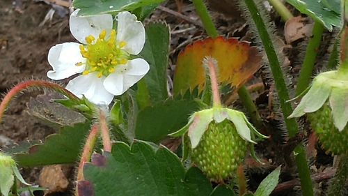 Close-up of white flowers blooming in field