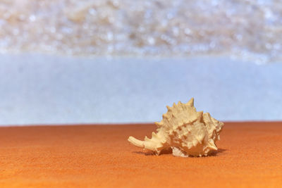 Close-up of shells on the beach