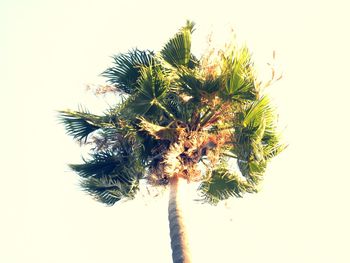 Low angle view of tree