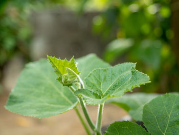 Close-up of fresh green leaves