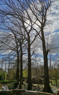 Bare tree on landscape against sky