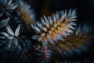 Close-up of flowering plant