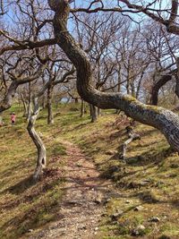 Bare trees in forest