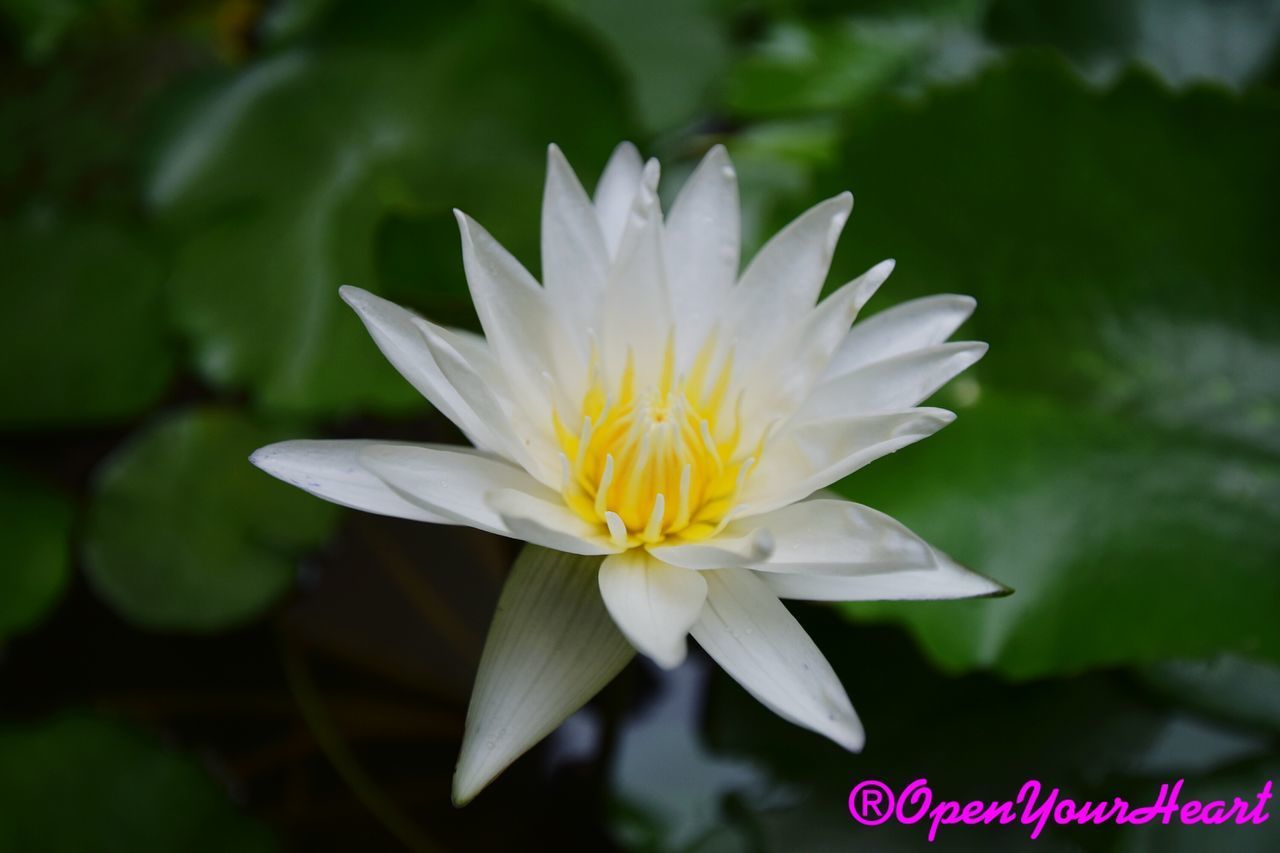 CLOSE-UP OF FLOWER BLOOMING