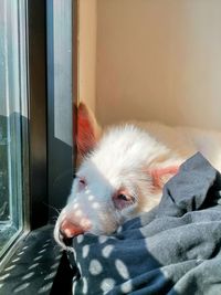 Close-up of dog looking through window at home