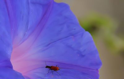 Close-up of insect on flower