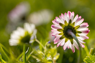 Close-up of pink flower