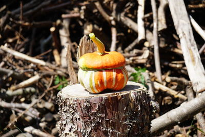 Close-up of pumpkin on field