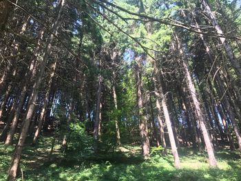 Low angle view of trees in forest