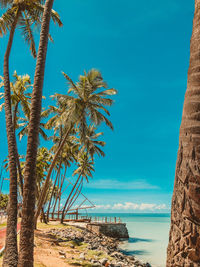 Palm tree by sea against blue sky