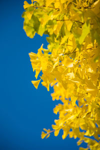 Close-up of yellow flowers against clear blue sky