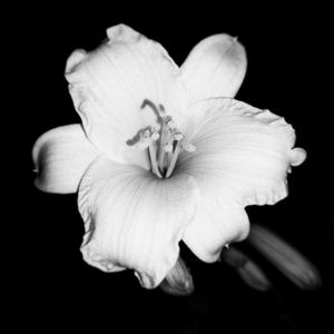 Close-up of flower blooming against black background