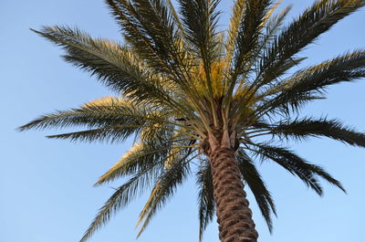 Low angle view of palm tree against blue sky