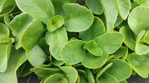 Full frame shot of green leaves