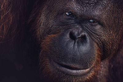 Close-up of orang tang