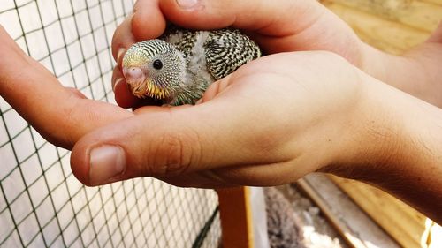 Cropped image of hand holding glass